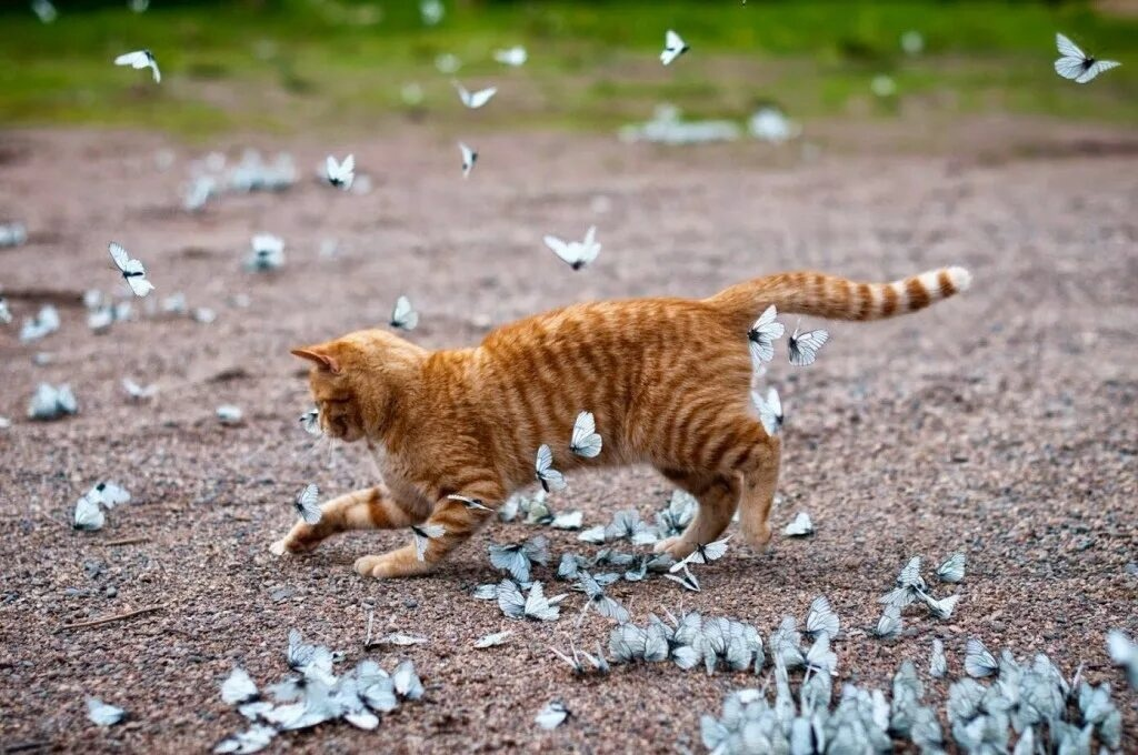 Порхай как бабочка, жаль, что я не кот. 