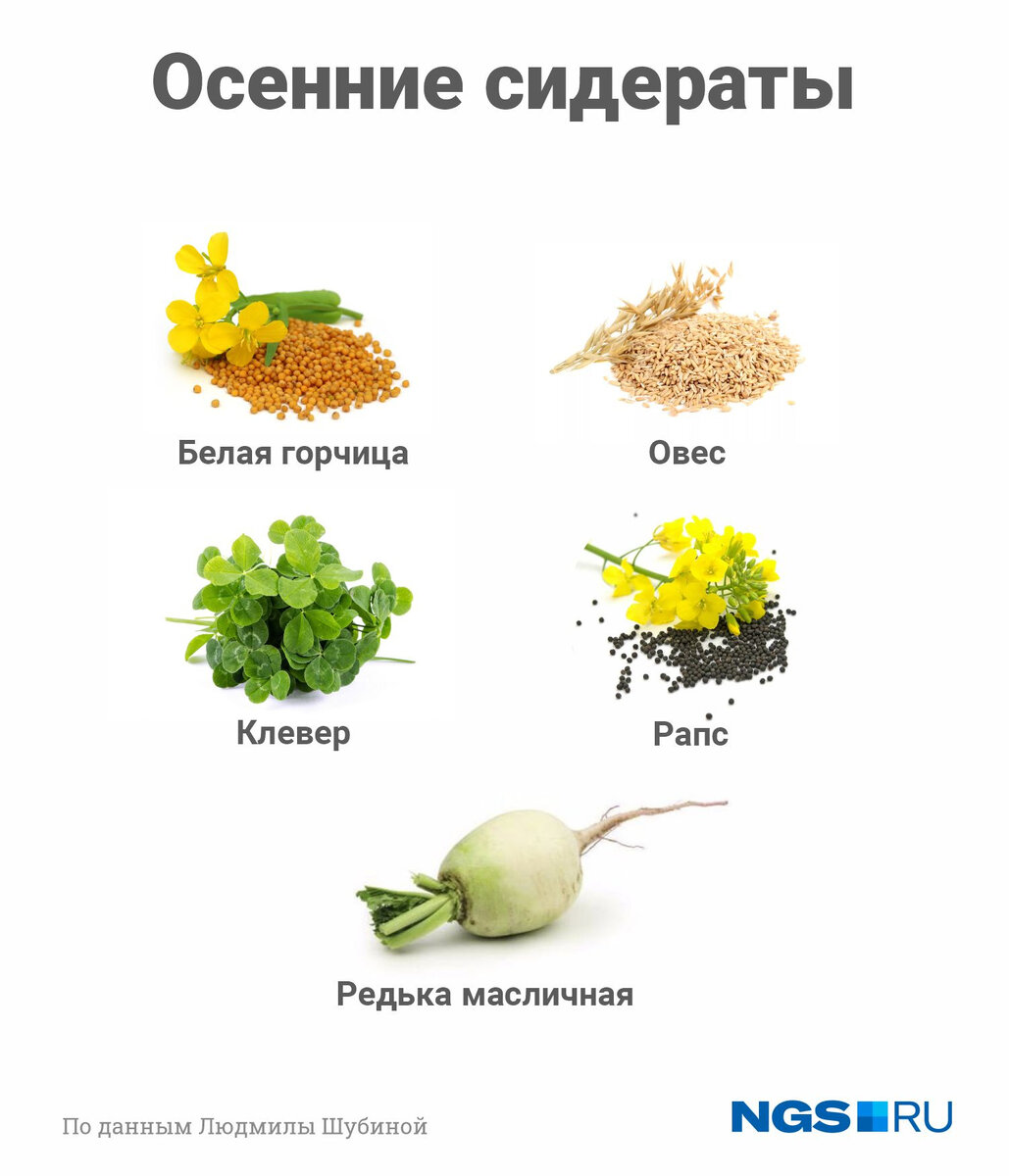 В сентябре главной заботой дачников становится не только сбор урожая, но и восстановление  земли. Читайте на 