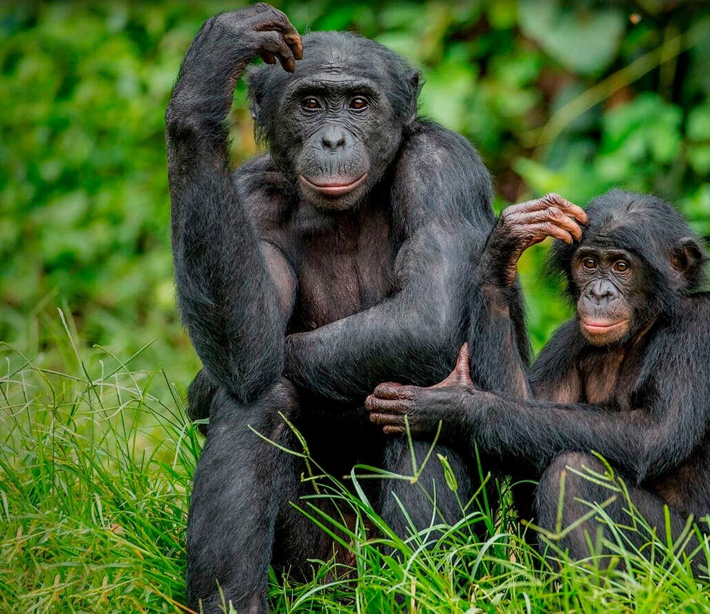 Бонобо. Источник фото: https://faunistics.com/