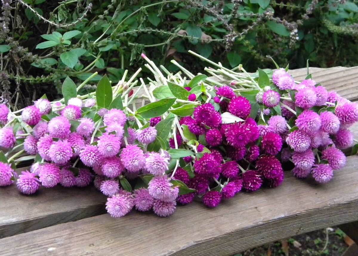 Гомфрена (Gomphrena)