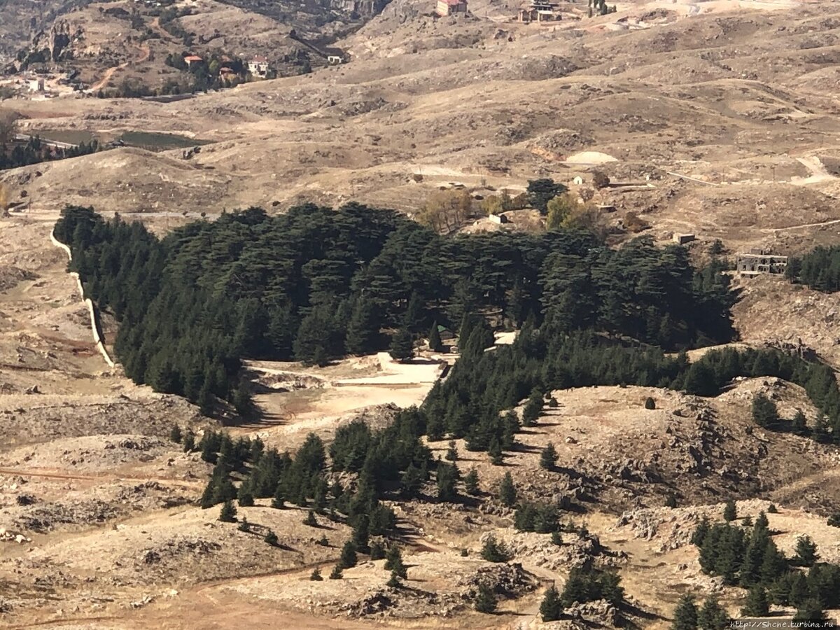 Лесная роща в Ливане /изображение bangkokbook.ru