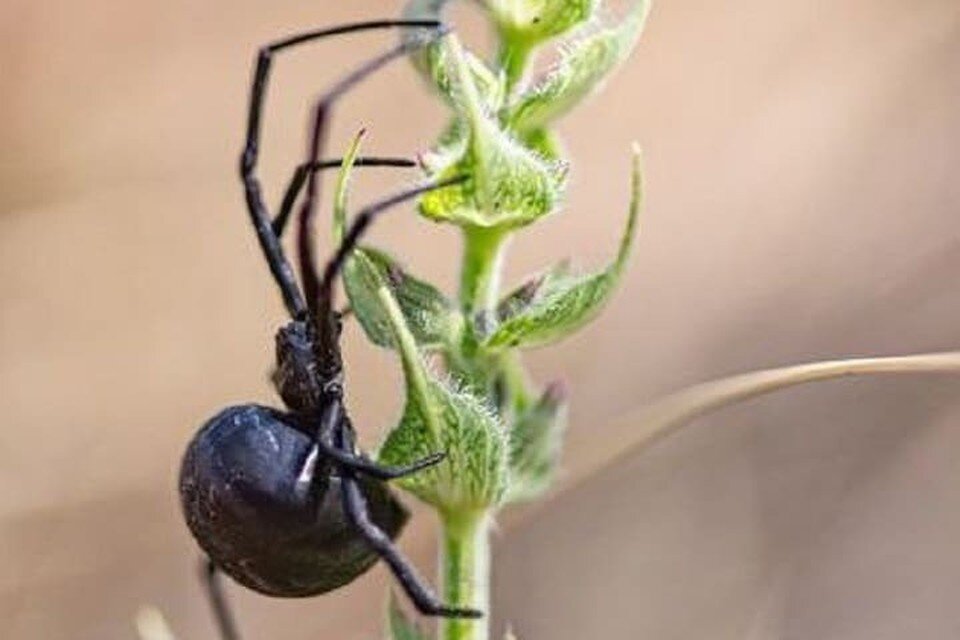 Ядовитые пауки в дагестане фото