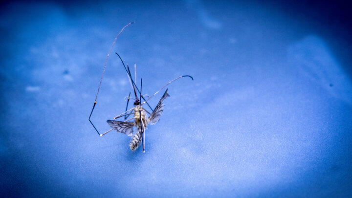 ФОТО: JENS BÜTTNER/DPA/GLOBALLOOKPRESS