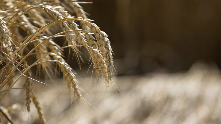 ФОТО: NIKOLAY GYNGAZOV/GLOBALLOOKPRESS