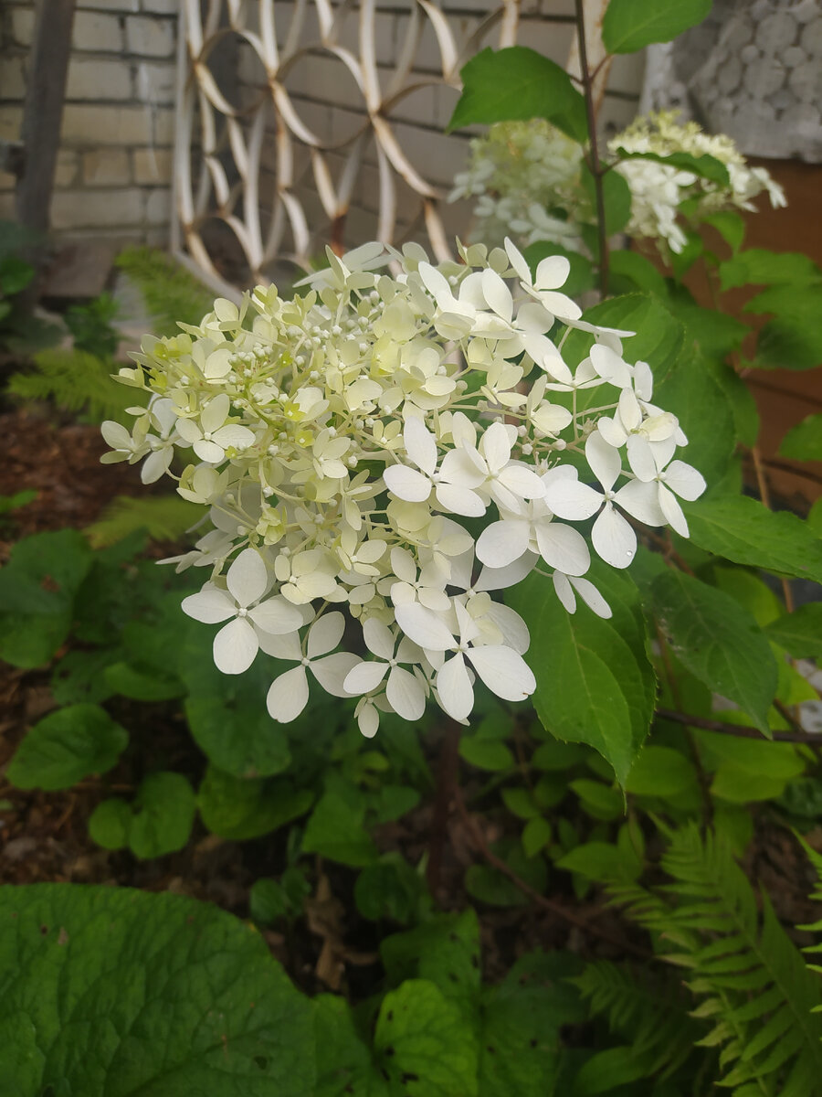 Гортензия метельчатая Пинк Леди