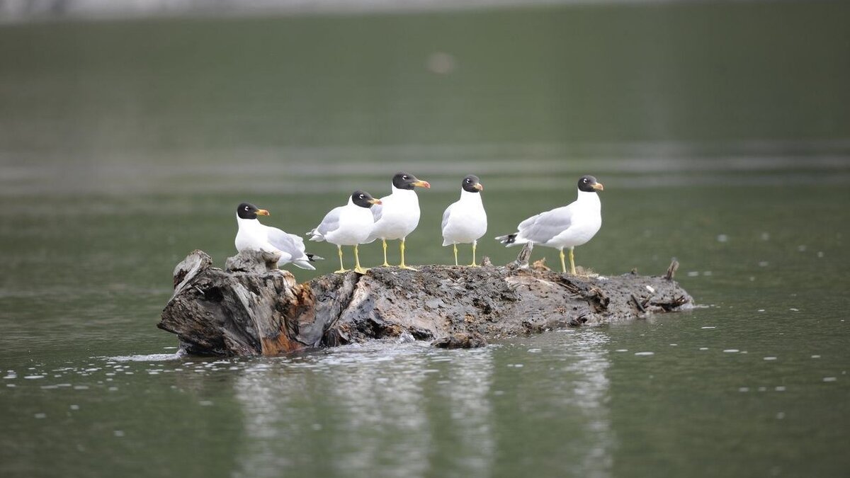     В Саяно-Шушенском заповеднике сотрудники засняли стаю черноголовых хохотунов — эти птицы занесены в Красную книгу.