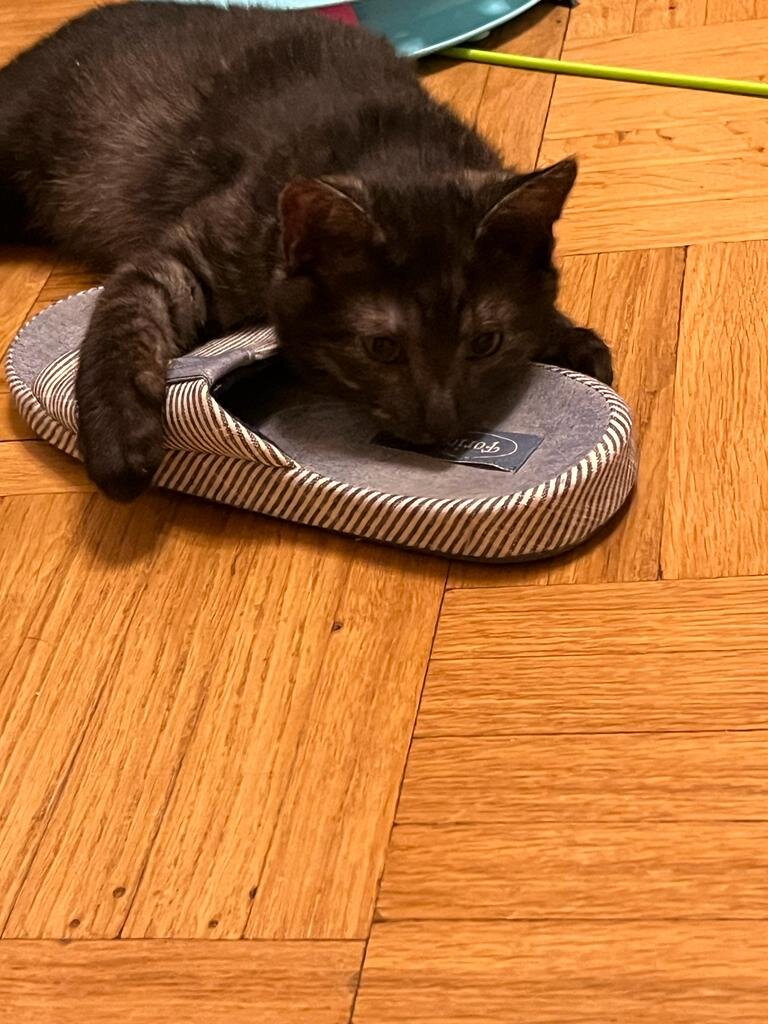 Ульфик весёлый котёнок. Но иногда грустит. Как будто знает, что он до сих пор бездомный