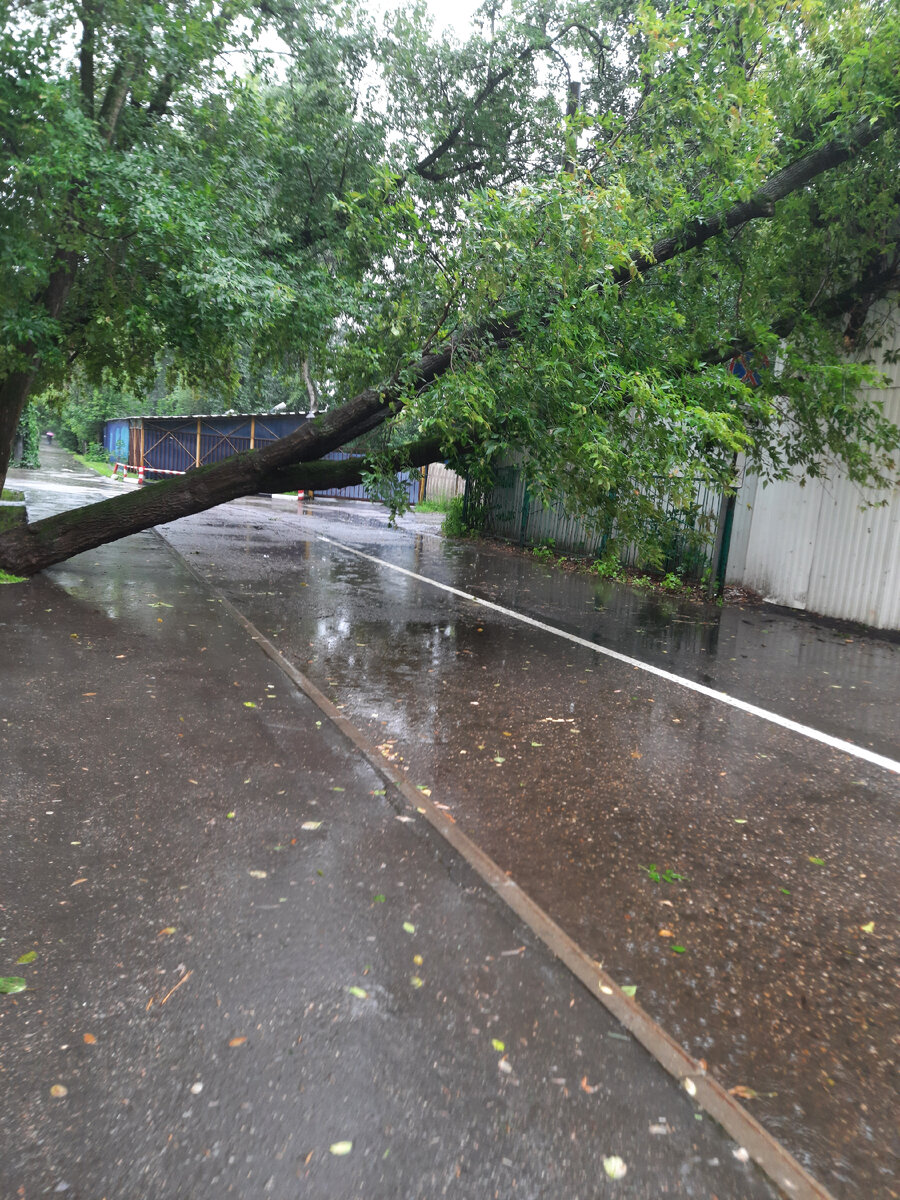 Упавшее дерево. МОСКВА. Фото автора.