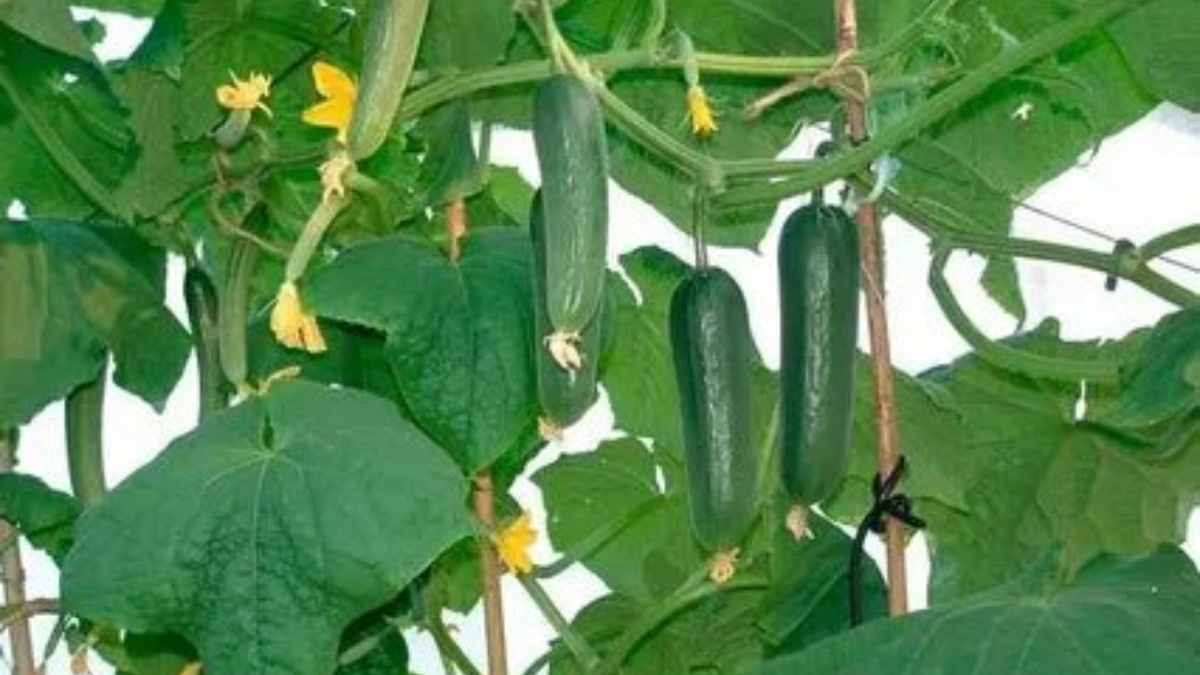 Настоящий полковник F1