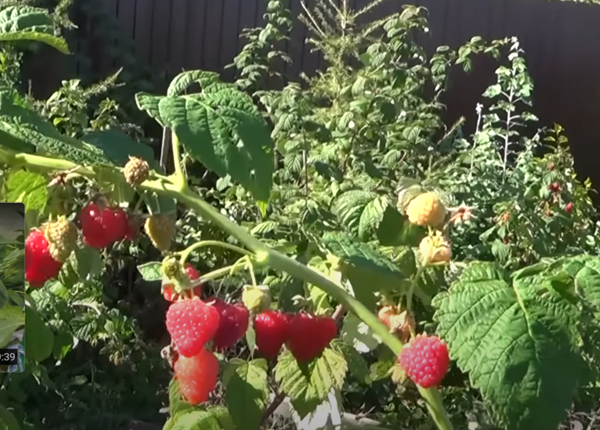 Ремонтантная малина не откажется от такого ухода в июле-августе и будет ...