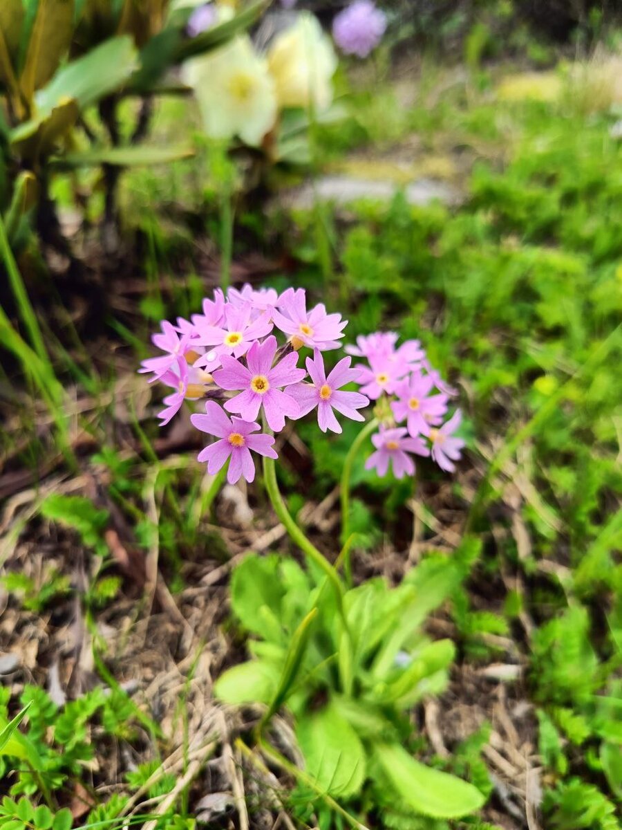 На склонах Чегета 