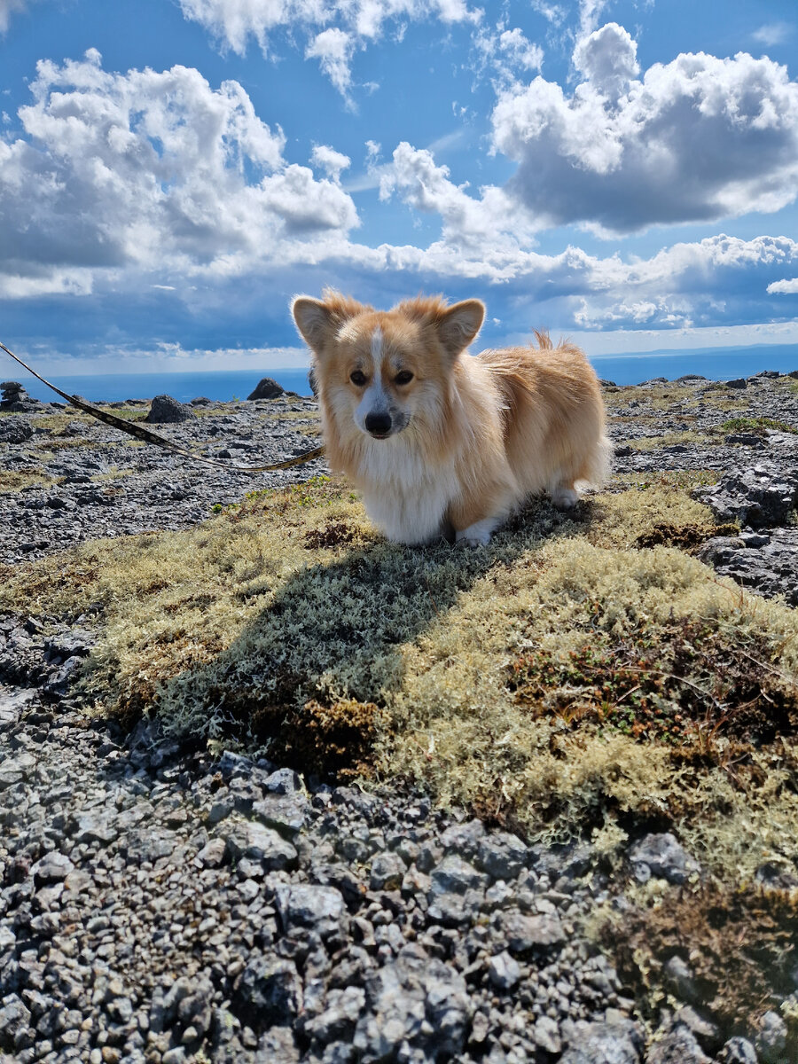 Лео на вершине