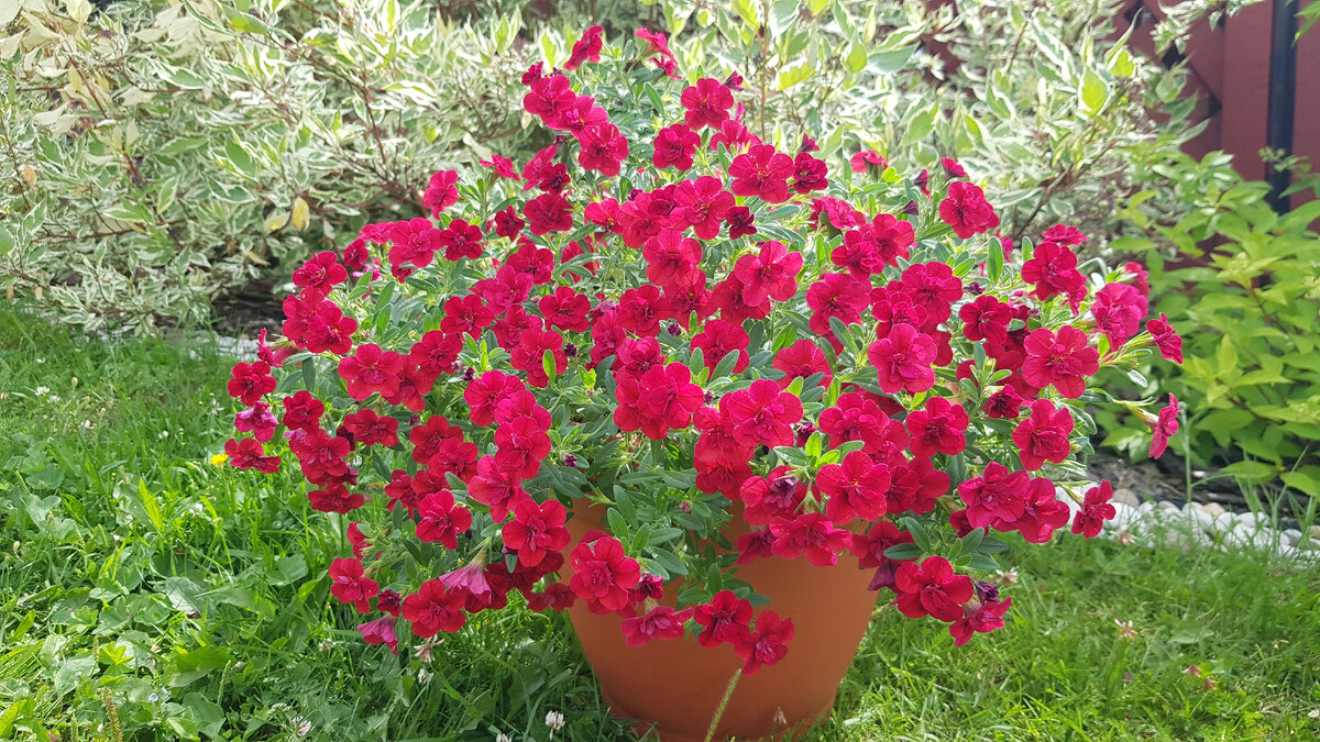 Калибрахоа махровая Neo Double Dark Red