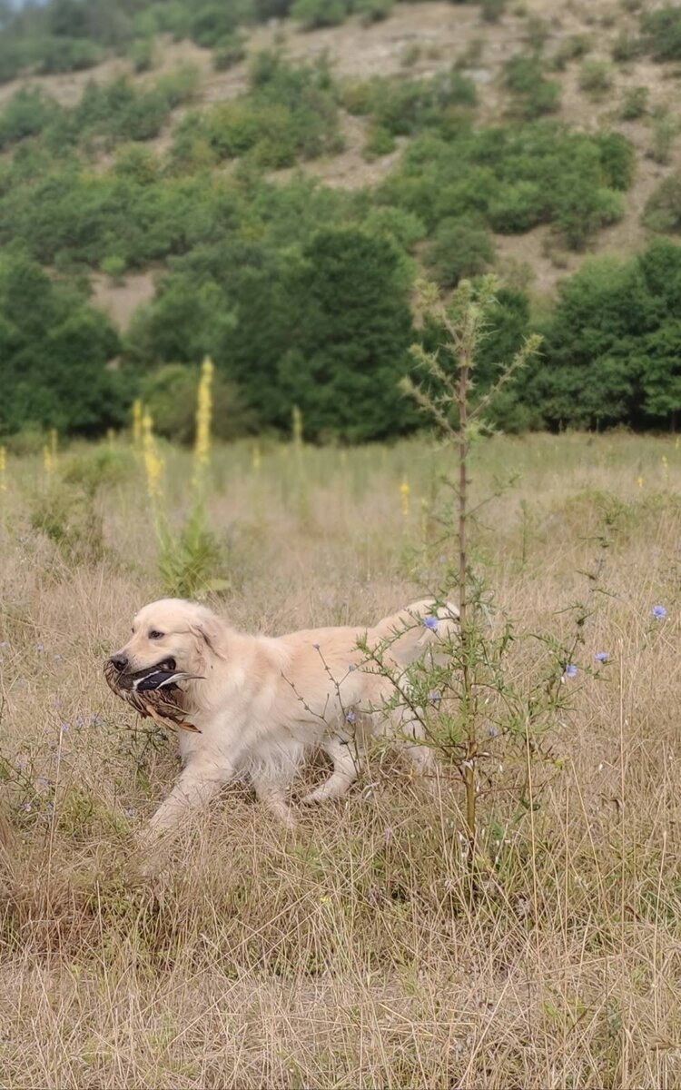 Если на уроках птица, то Петруше даже лакомство не нужно - он страстный ретривер
