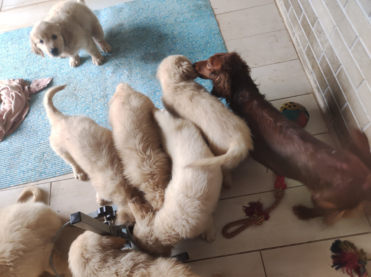 Обычное теперь утро для таксы Чачи и её щенков - десяти золотистых ретриверов