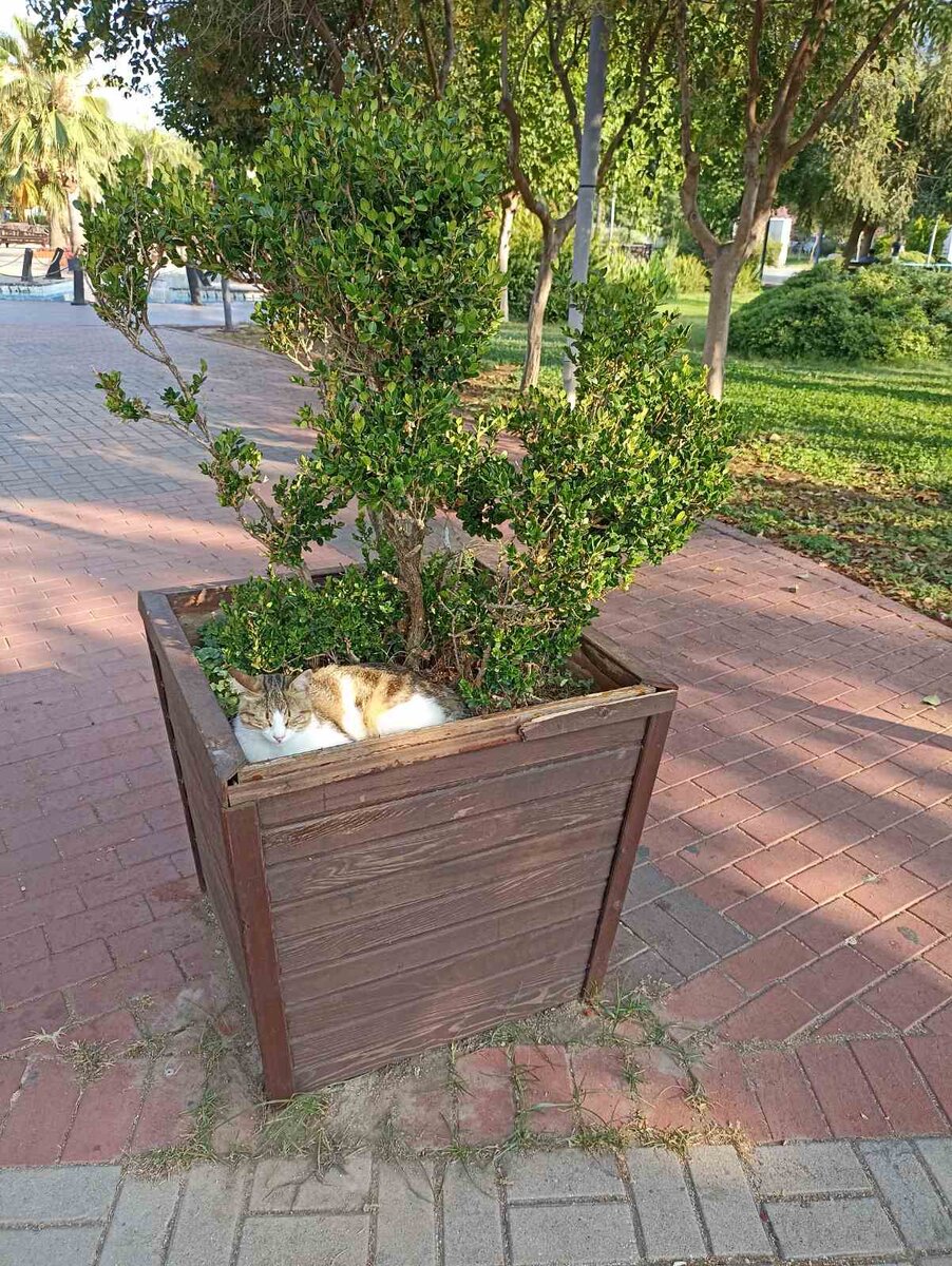 К̺͆о̺͆т̺͆и̺͆к̺͆ и̺͆з̺͆ Т̺͆у̺͆р̺͆ц̺͆и̺͆и̺͆. Д̺͆а̺͆в̺͆н̺͆о̺͆ и̺͆х̺͆ н̺͆е̺͆ б̺͆ы̺͆л̺͆о̺͆..😅