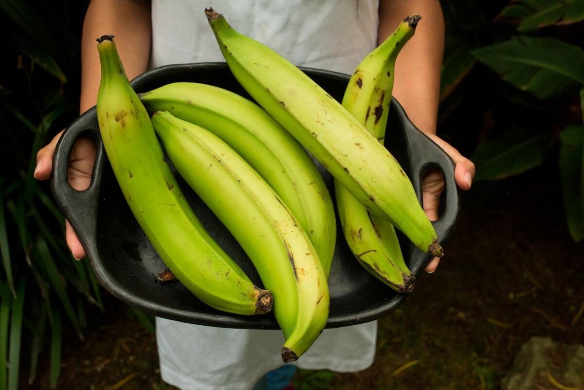 Бананы Плантейн. Бананы плантайн зеленые. Банан плантайн сорт. Plantain Banana разница.