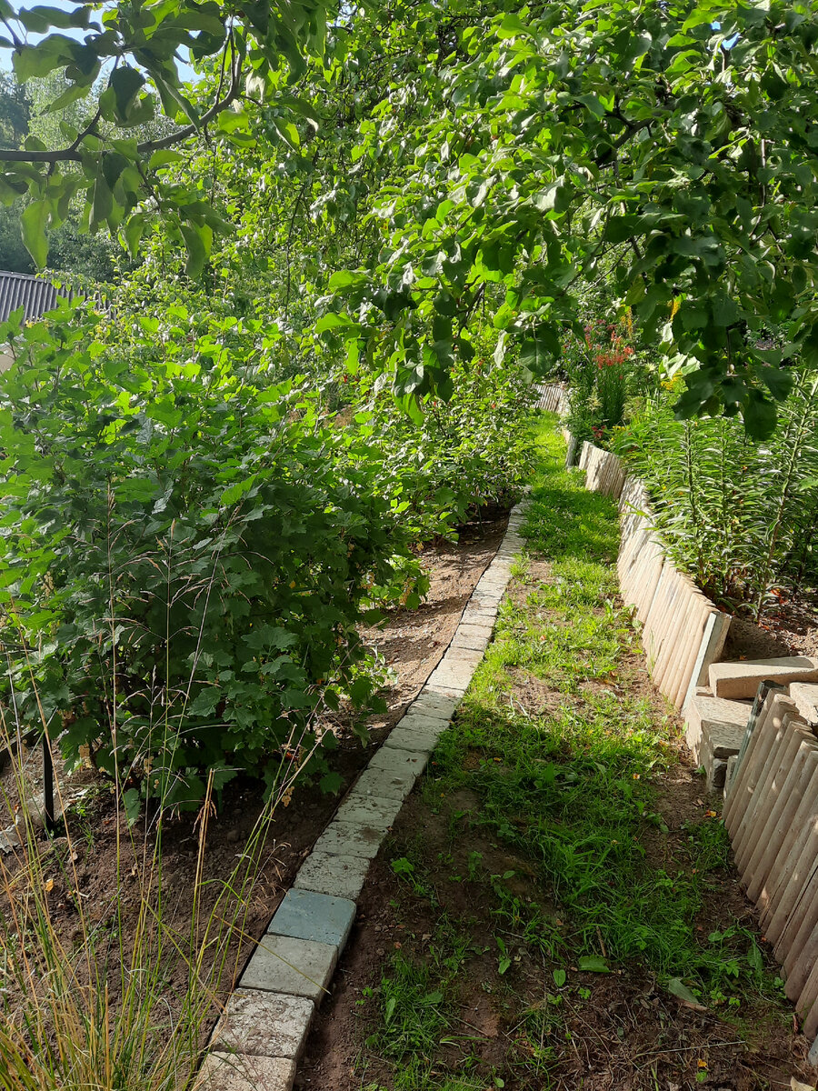 Стиль вашего сада ,,небрежный шик,,... | Дачная авантюристка | Дзен