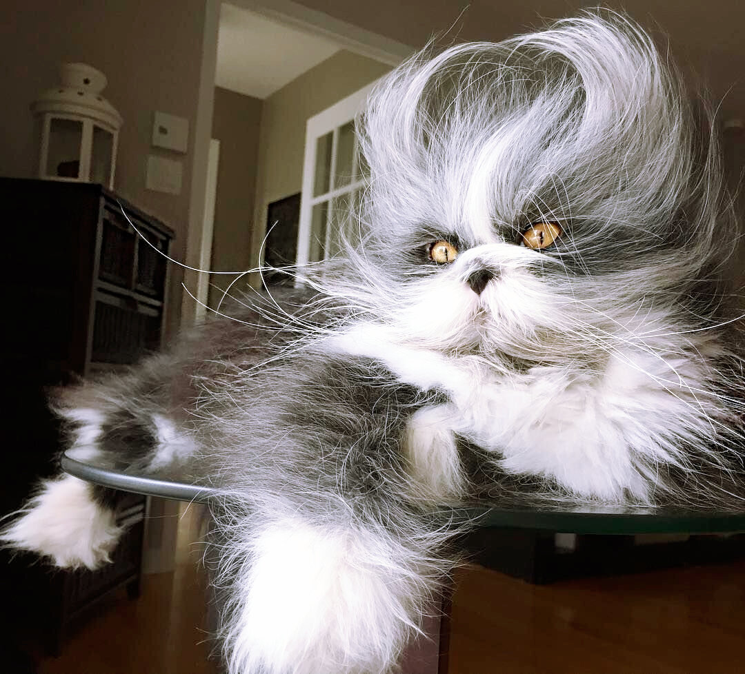 Уличный бродяга, превратился в звездочку