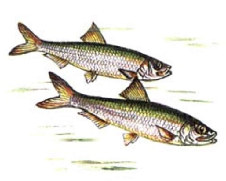 Половой зрелости этот вид тюльки достигает в возрасте одного года. Нерест начинается в мае—октябре