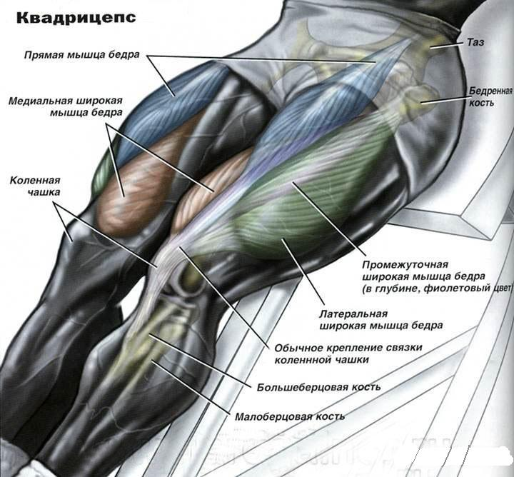 Мышцы аддукторы