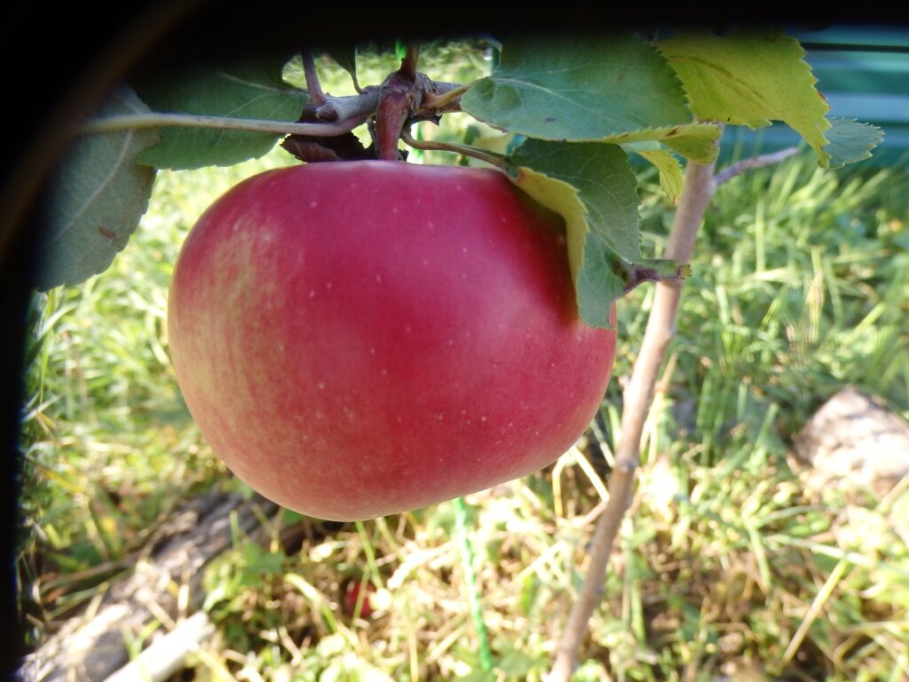 25 лучших осенних сортов яблонь — особенности выращивания и хранения яблок