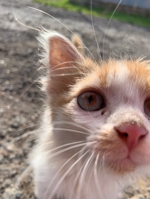 Кошка Василиса