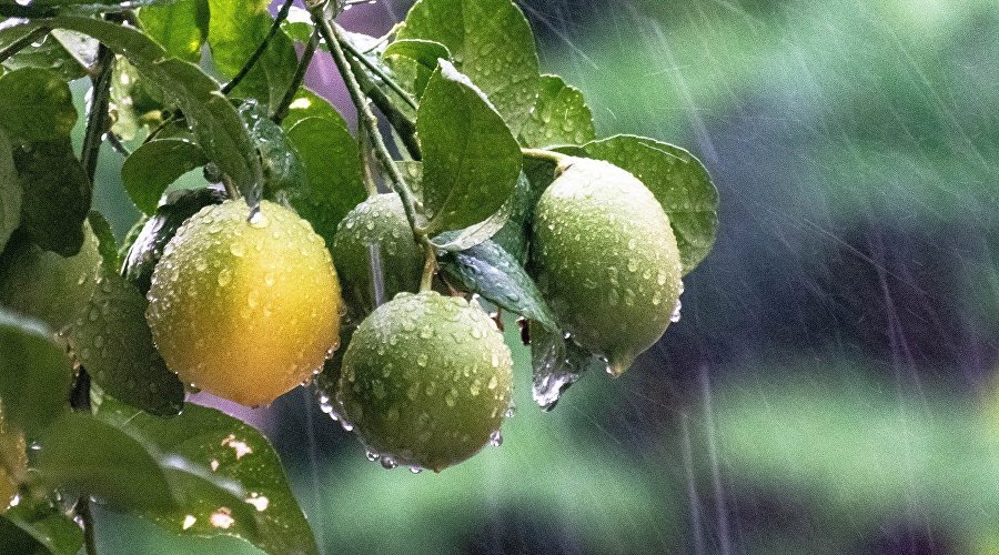 Дождь // Фото: Pixabay / balouriarajesh