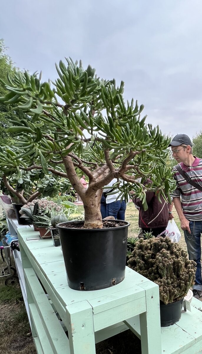 Царь-толстянка