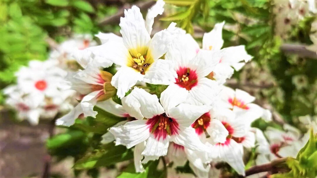 Неповторимой красоты неприхотливый кустарник с деликатесными плодами ...