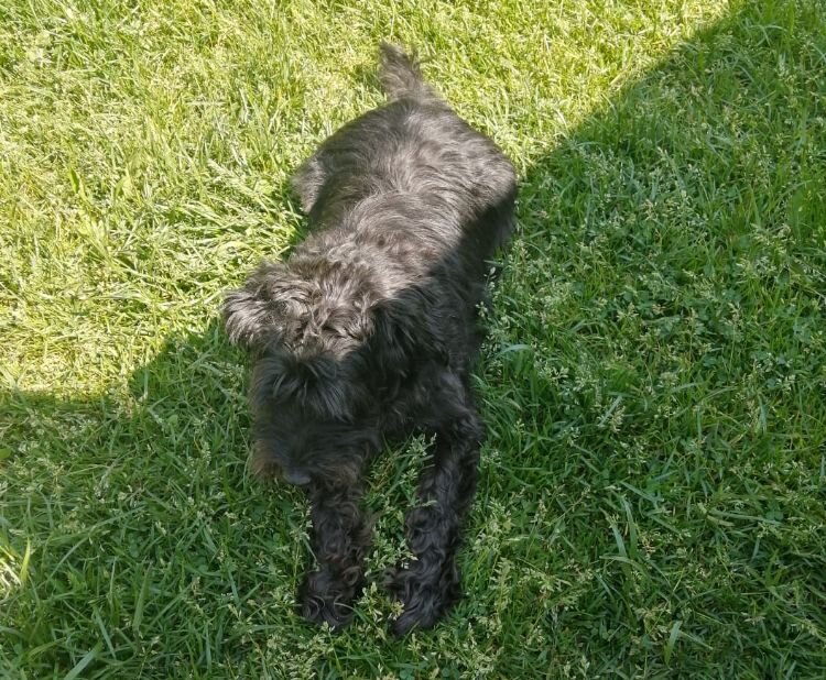 Дэни на лужайке