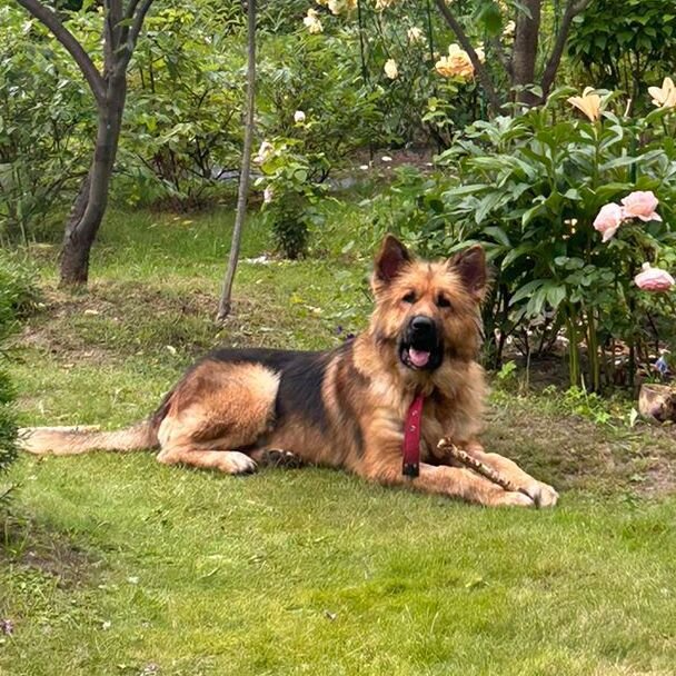 Так Мишка выглядит сейчас