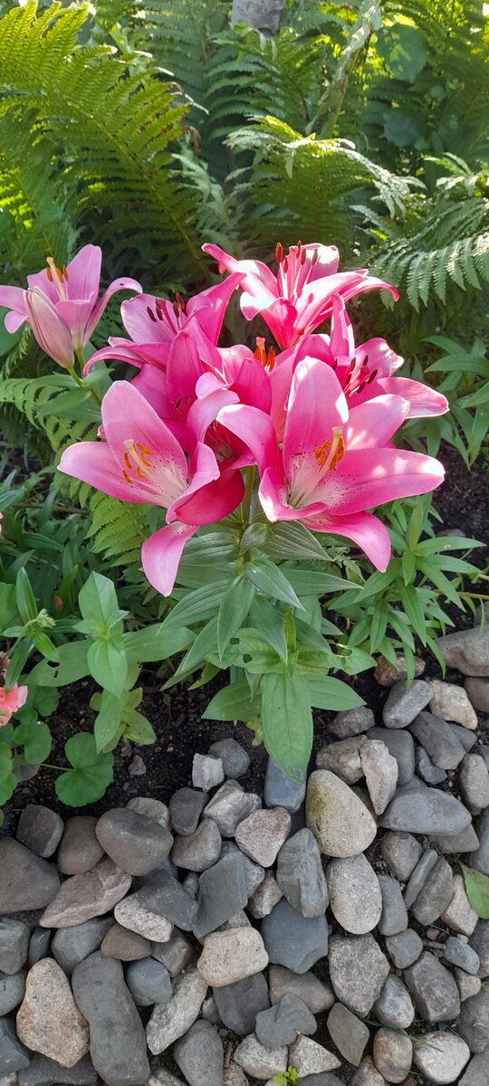 Солнышко всё же не даёт о себе забыть!) После дождя, умытые, радуют глаз мои лилии.