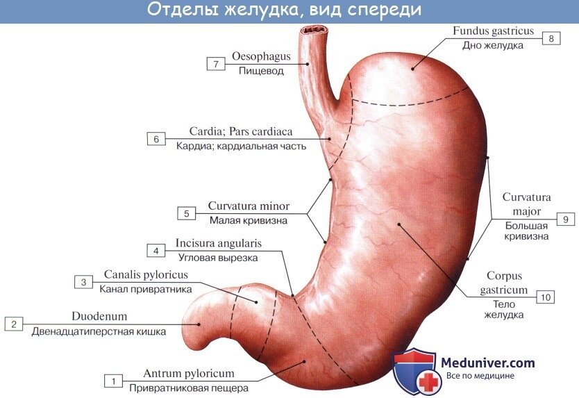 Отделы желудка. Отделы желудка топографическая анатомия. Топография и строение стенки желудка. Парс Кардиака. Желудок препарат анатомия.