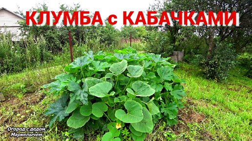 Удобный способ посадки кабачков и тыкв. Как сделать такую клумбу.