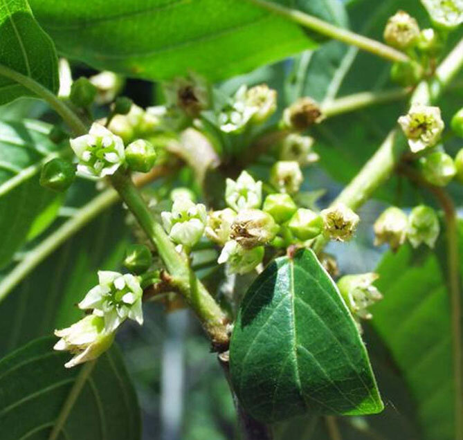 Цветочки крушины