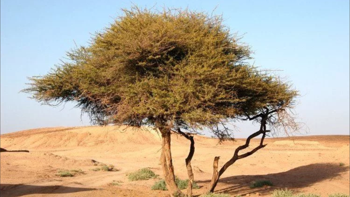 Акация в Египте