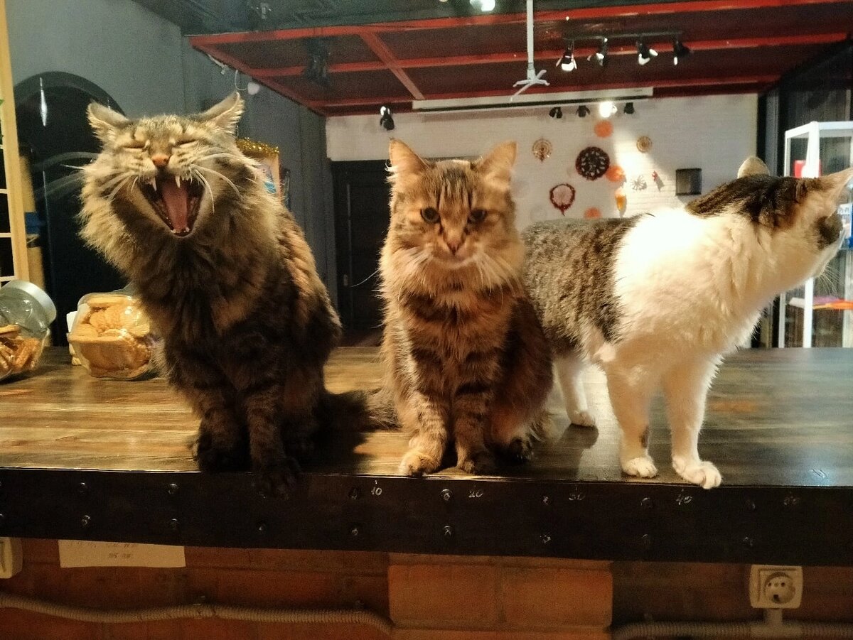 Лаки, Хлоя, Мыша