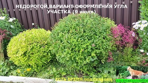 Как ПОЧТИ ДАРОМ оформить угол участка между заборами? БЮДЖЕТНЫЙ ВАРИАНТ оформления участка по периметру возле забора в углу. Какие растения