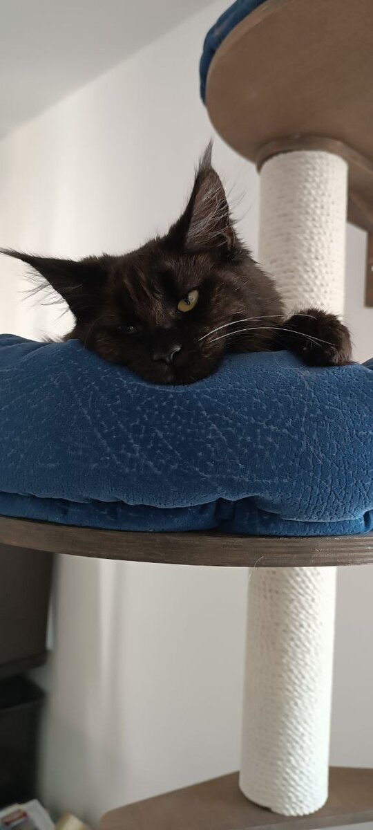 Бозяка-на-лежанке-валяка