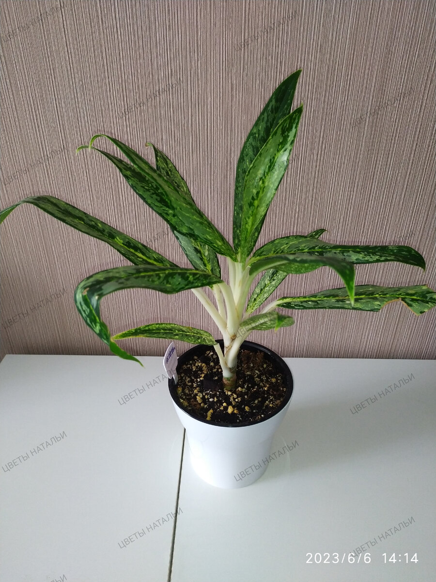 Брызги шампанского просто растет