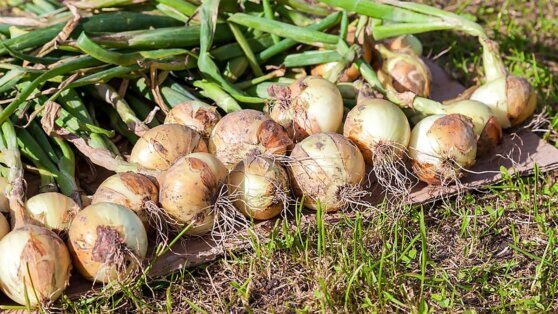    Дачникам дали советы по уборке лука и чеснока Юлия Шелковенко