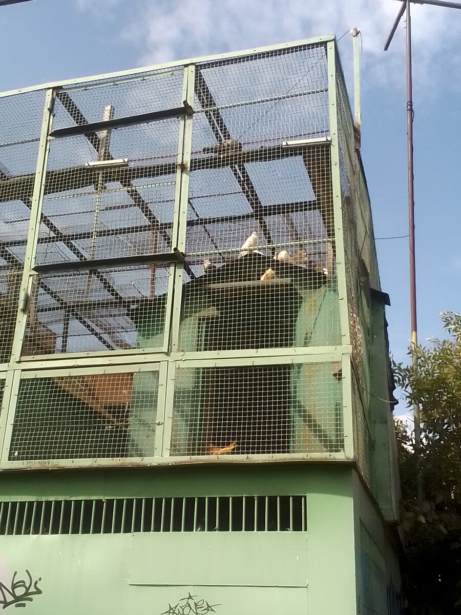 Голубь - это птица мира, но в клетке