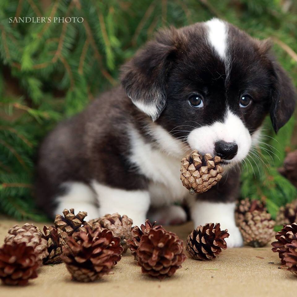 Кайза малышка.