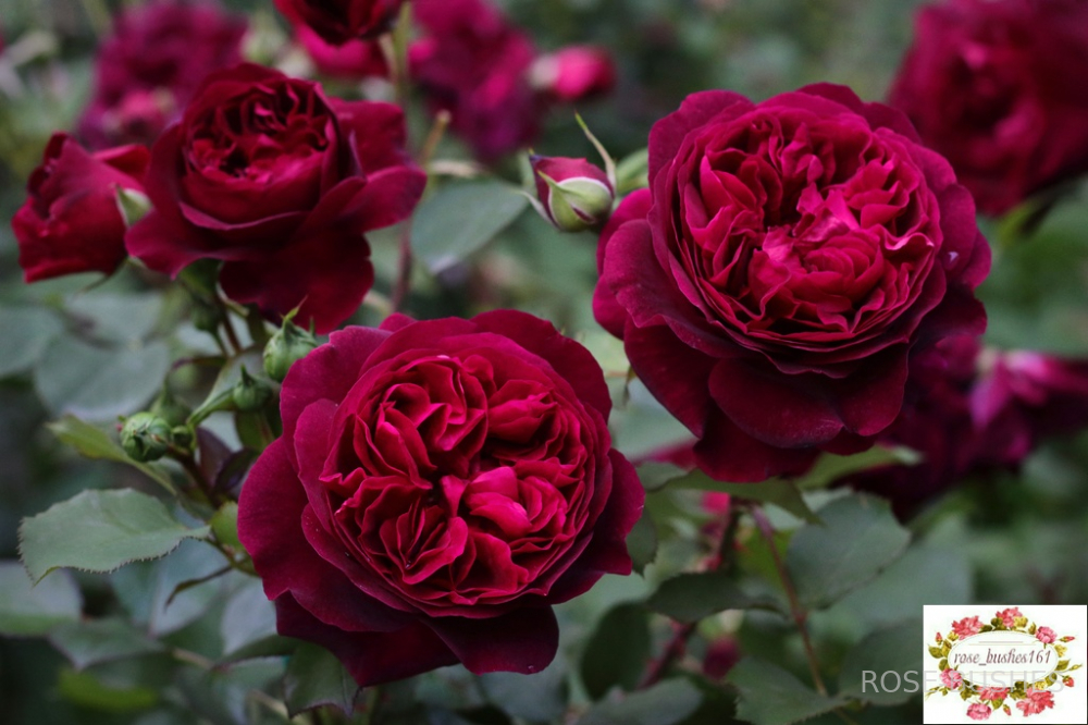 Манстед Вуд. Munstead Wood.