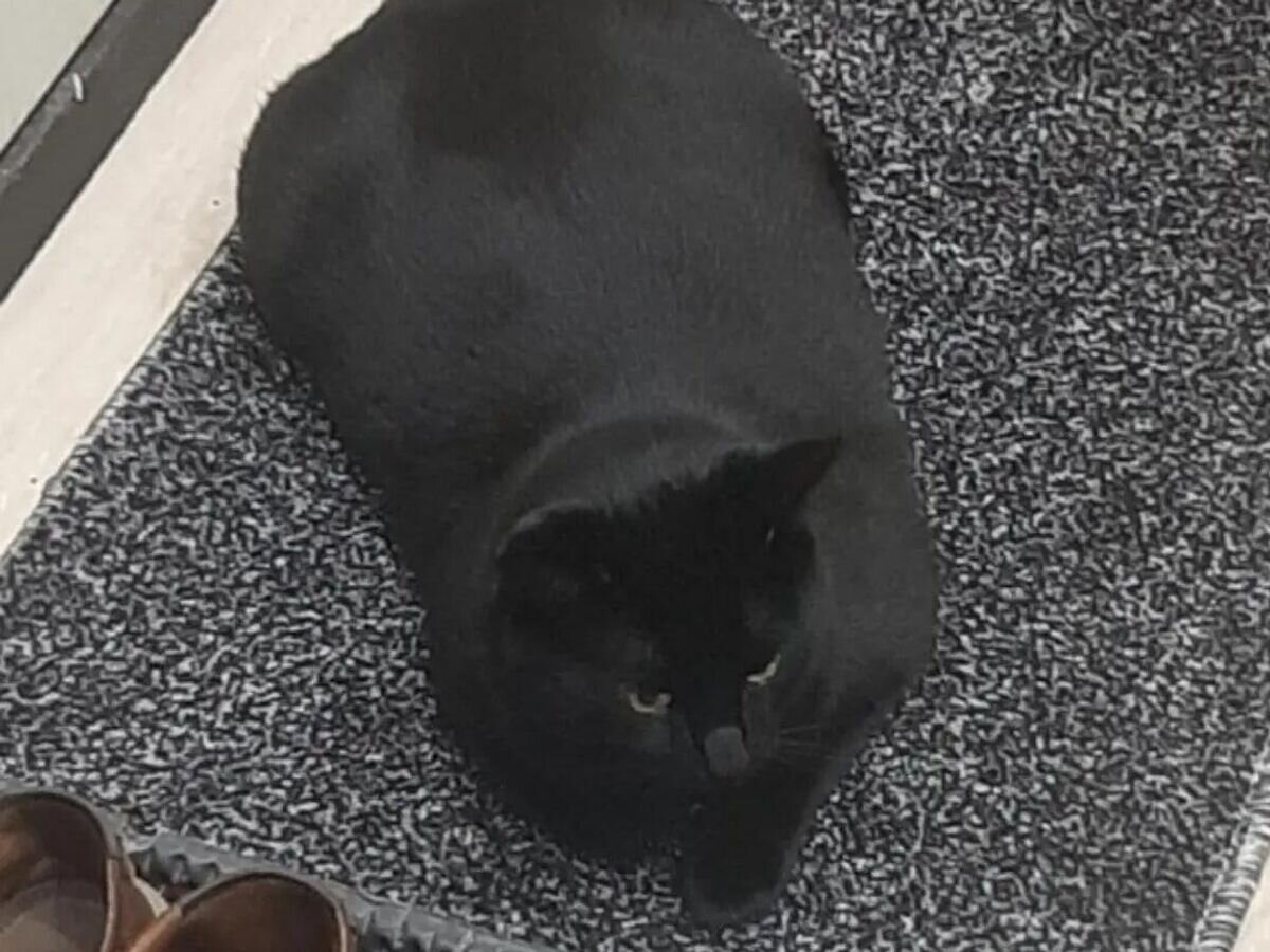    Кот Беляш© Фото : Спасатели Вологда/ВКонтакте