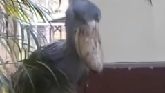 голубь идет. голубь издает странные звуки. голубь вопит. сизый голубь толстый. южный голубь.