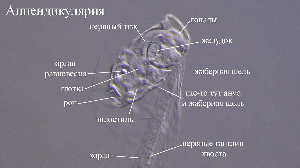 Голова (надеюсь, я верно определила все органы и клетки)