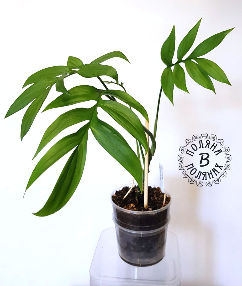 Монстера Субпинната (Monstera subpinnata)