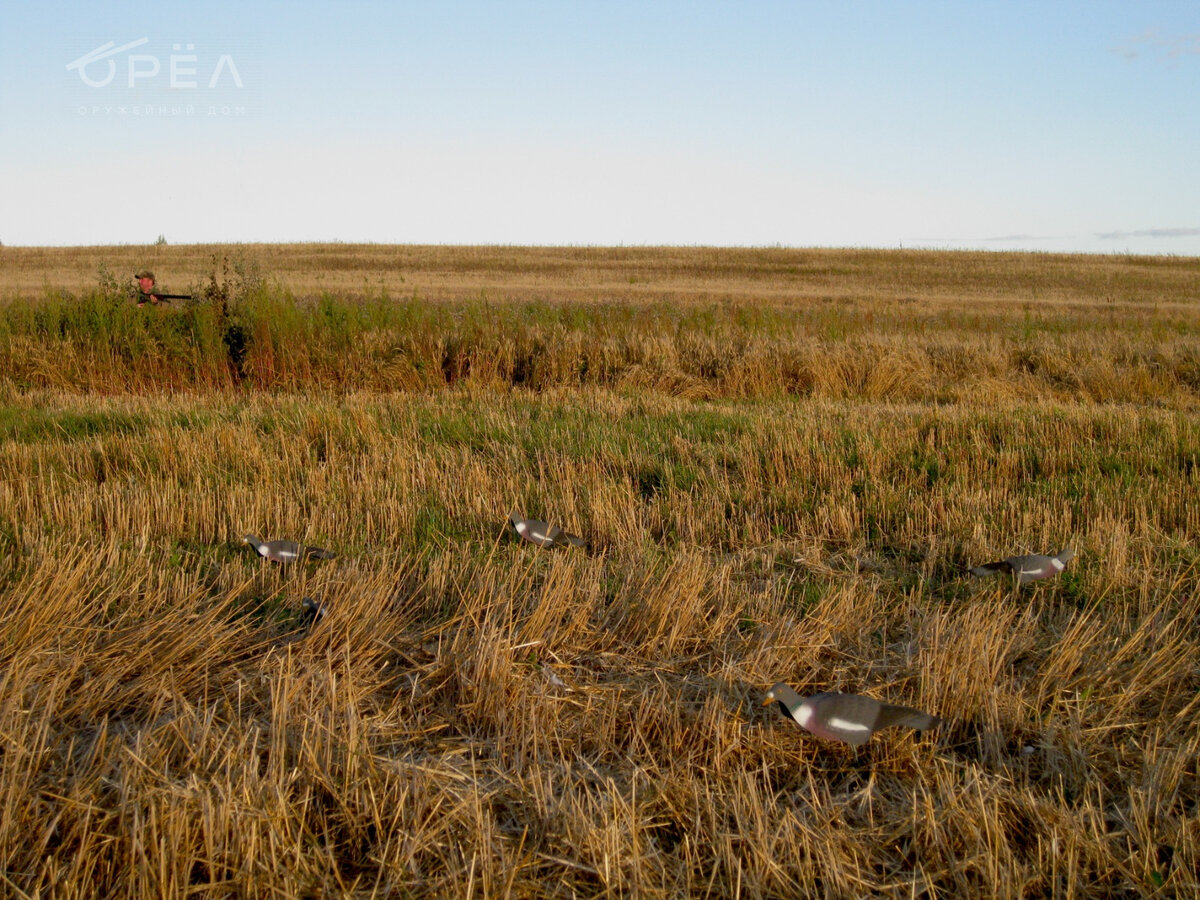 Охота на вяхиря